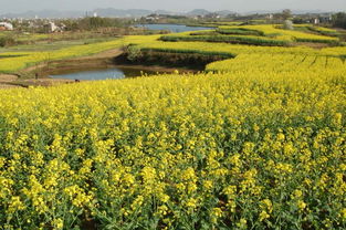 丘陵地带的种植选择