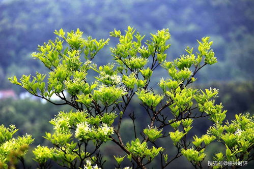 勇敢热爱生活，像树一样成长