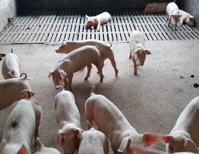 饲料更换致育肥猪胃溃疡，需及时诊疗