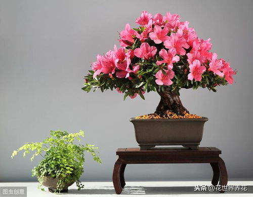 杜鹃花修剪后春季花后如何进行养护和塑形