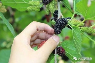 探寻桑葚成熟采摘时机，揭秘最佳采摘奥秘