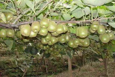 合欢树， 那啥，就是那啥树