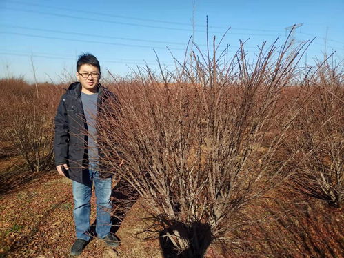 五个修剪技巧，让你的火焰卫矛盆栽焕然一新