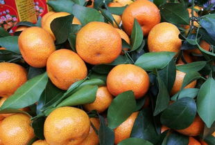 一、沙糖桔落果的原因