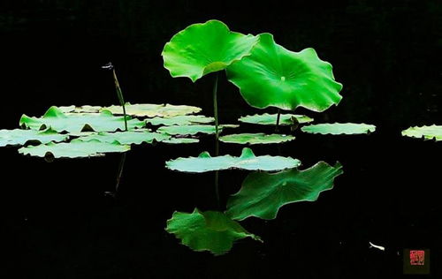 春天的秘密：荷花发芽之谜