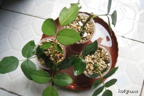 月季花的水培扦插，先说说要从健康的母株上选取半木质且无病虫害的枝条作为插穗