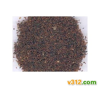 车前子籽：产地不同，品质各异，价格悬殊