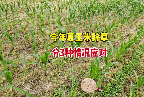 高温干旱天气下的除草剂