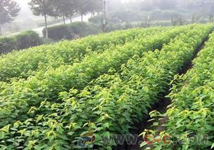 岳阳吉安茶油产地联系方式：哪里能买到优质茶树苗？