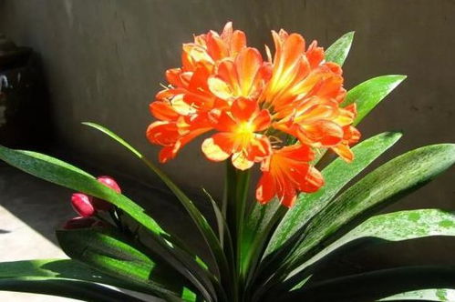 如何让花期梗长？