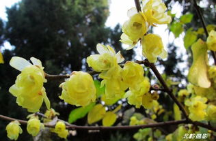 腊梅的养护之道：让一树独秀年年盛开