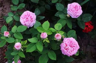 开封的气候， 月季花的乐园