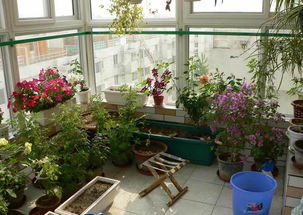 东向阳台的植物选择