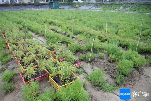 东北气候下的种植挑战