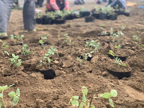 月季花开， 北张合作社的致富新篇