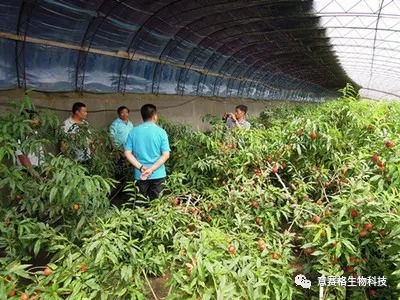 一、连云港种植药材的优势