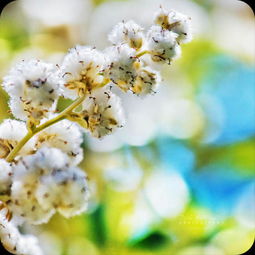 菊花不在春季绽放，为何春意盎然时却不见其影