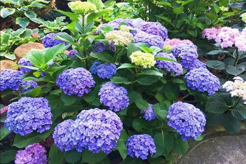 绣球花开花时间与修剪技巧