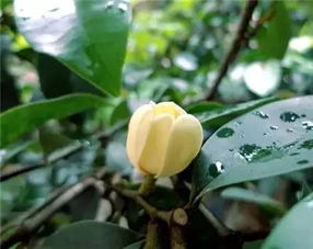 网购种子的风险