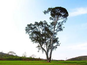 外观独特，引人注目