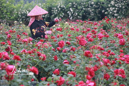 月季花后如何进行科学修剪，以促进其健康生长和花朵繁盛