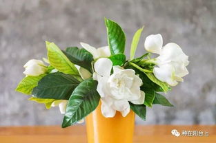 栀子花喷壶的选择