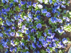 蓝色小花，唤醒春天