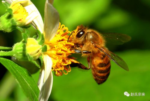 蜜蜂的生物学特性与生活习性：揭秘其独特外观与生态适应