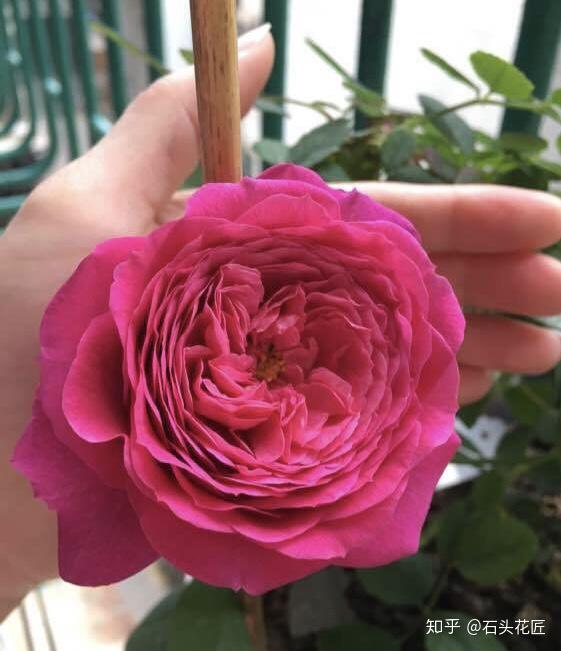 适合在阳台种植吗？当然适合