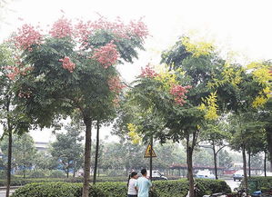 栾树：秋天的绿色守护者