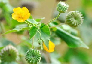 蒲公英，小时候的“降落伞”