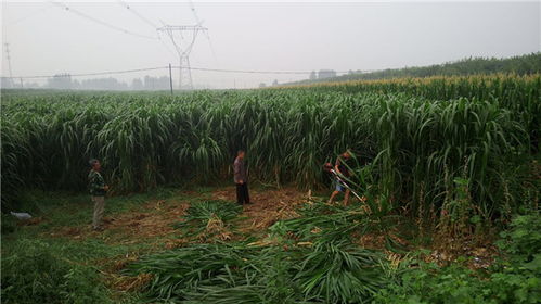 跨区种植的财富密码：云南普洱的创新模式