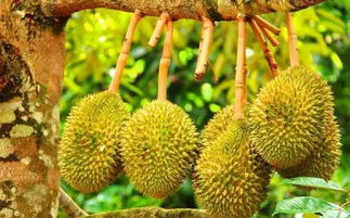 榴莲在浙江开花的奇幻之旅