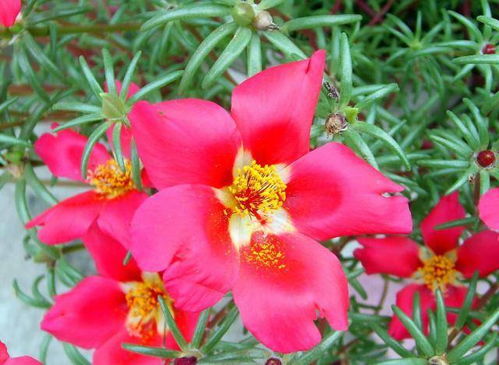 马齿苋太阳花繁殖的三种方法：你选对了吗？