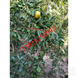 别墅花园那些事儿