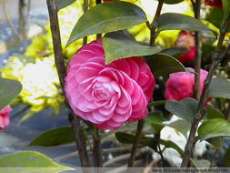 茶花病虫害防治大揭秘