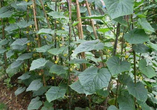 第三步：戊唑醇和磷酸二氢钾的使用