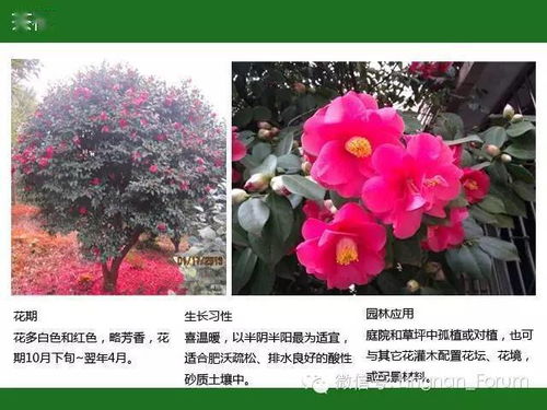 华中地区常见开花植物大盘点