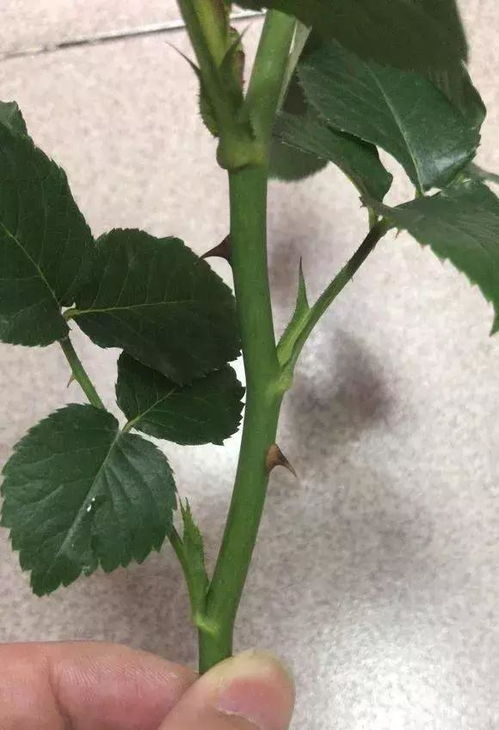 月季花扦插时如何正确选择枝条和生根激素