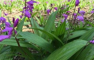 白芨种植前景广阔，市场需求稳定增长