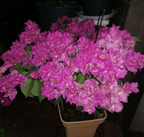 月季花后如何修剪？老花匠教你几招