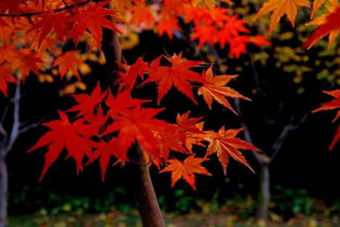 美国红枫：秋日的火焰， 色彩的奇观