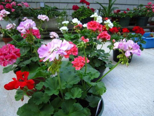 第二步：换换土， 根系健康花儿香