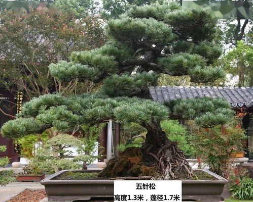 五针松：诗情画意