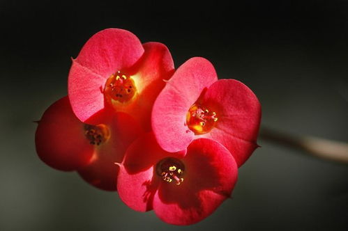 虎刺梅的花语象征着生命的坚韧与美丽