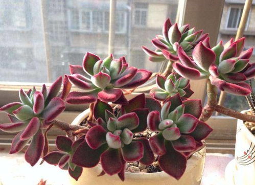 砍头处理， 修剪技巧大揭秘