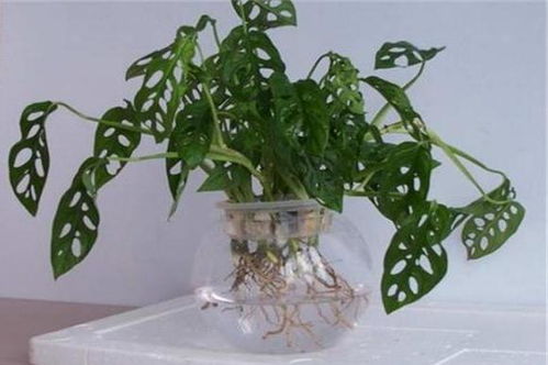 落叶植物， 秋季的美丽风景