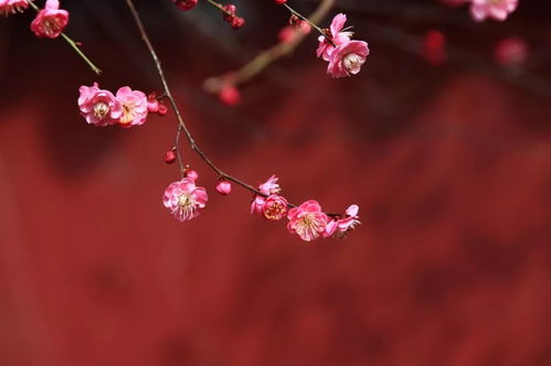 梅花寓意唤醒生命力，春天之花