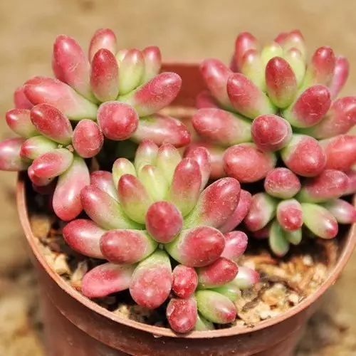 夏天如何养护多肉虹之玉？