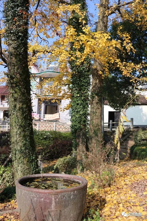 花木源：大自然的绿宝库